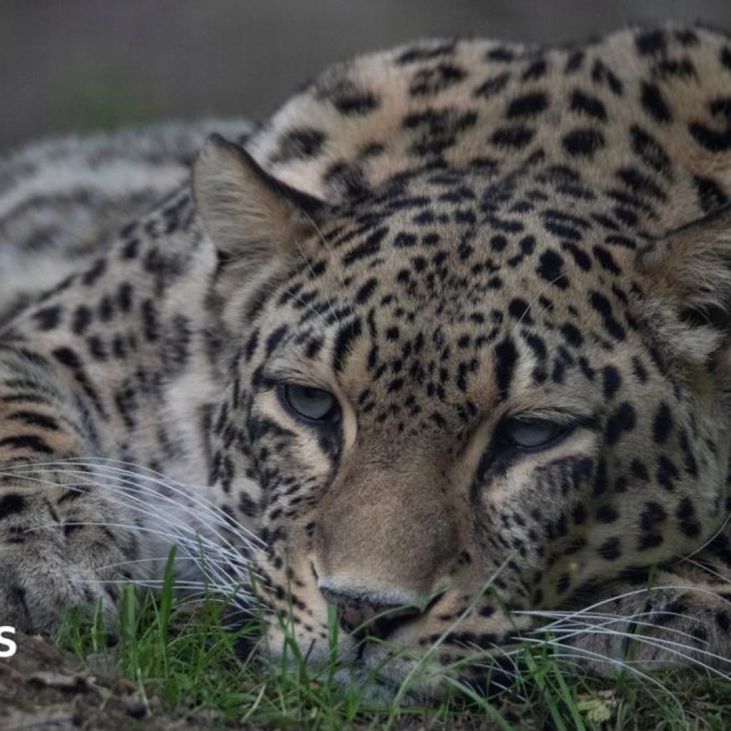 Dutch zookeeper dies after being mauled in leopard
enclosure