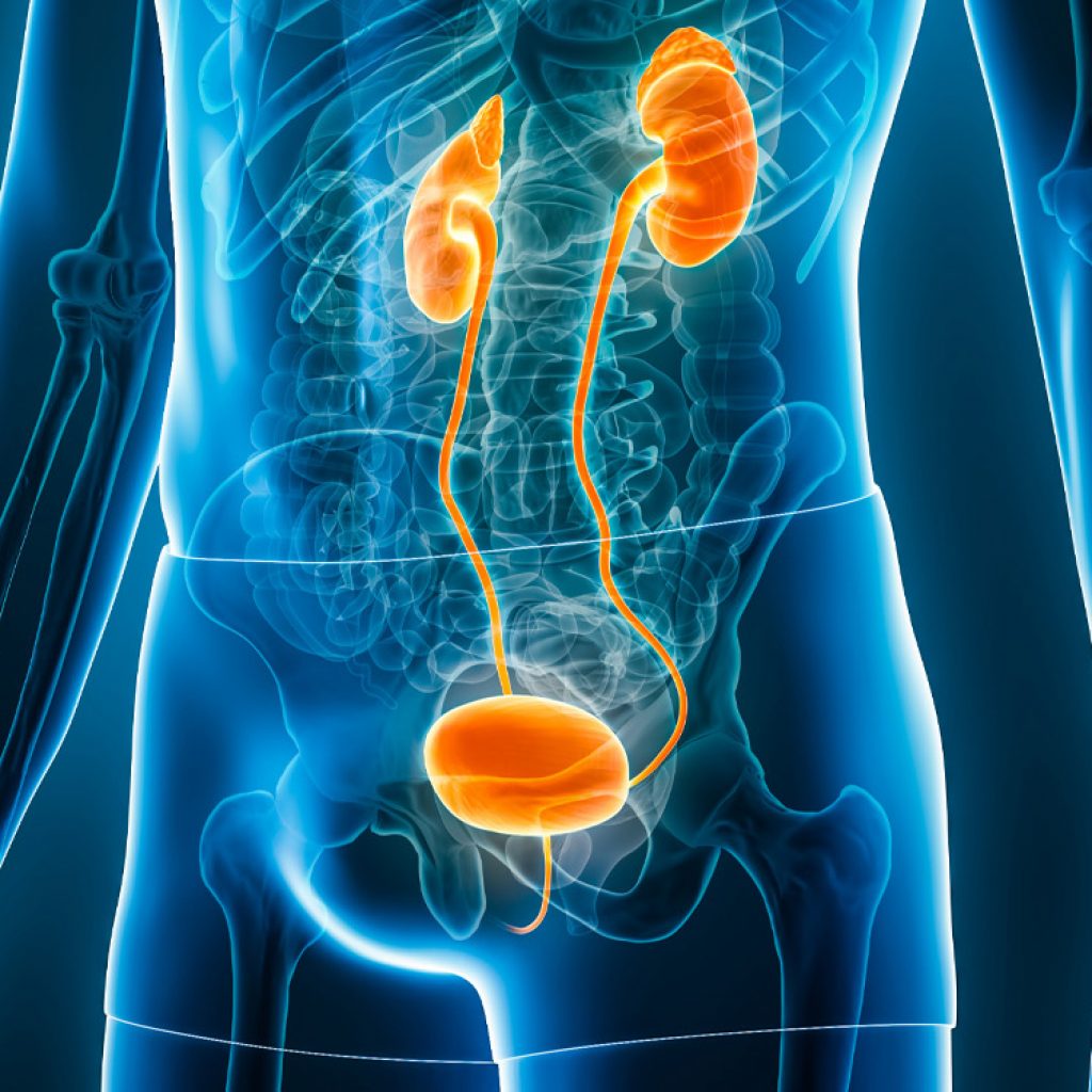 Weight loss medications alter how the brain and kidneys manage body fluids