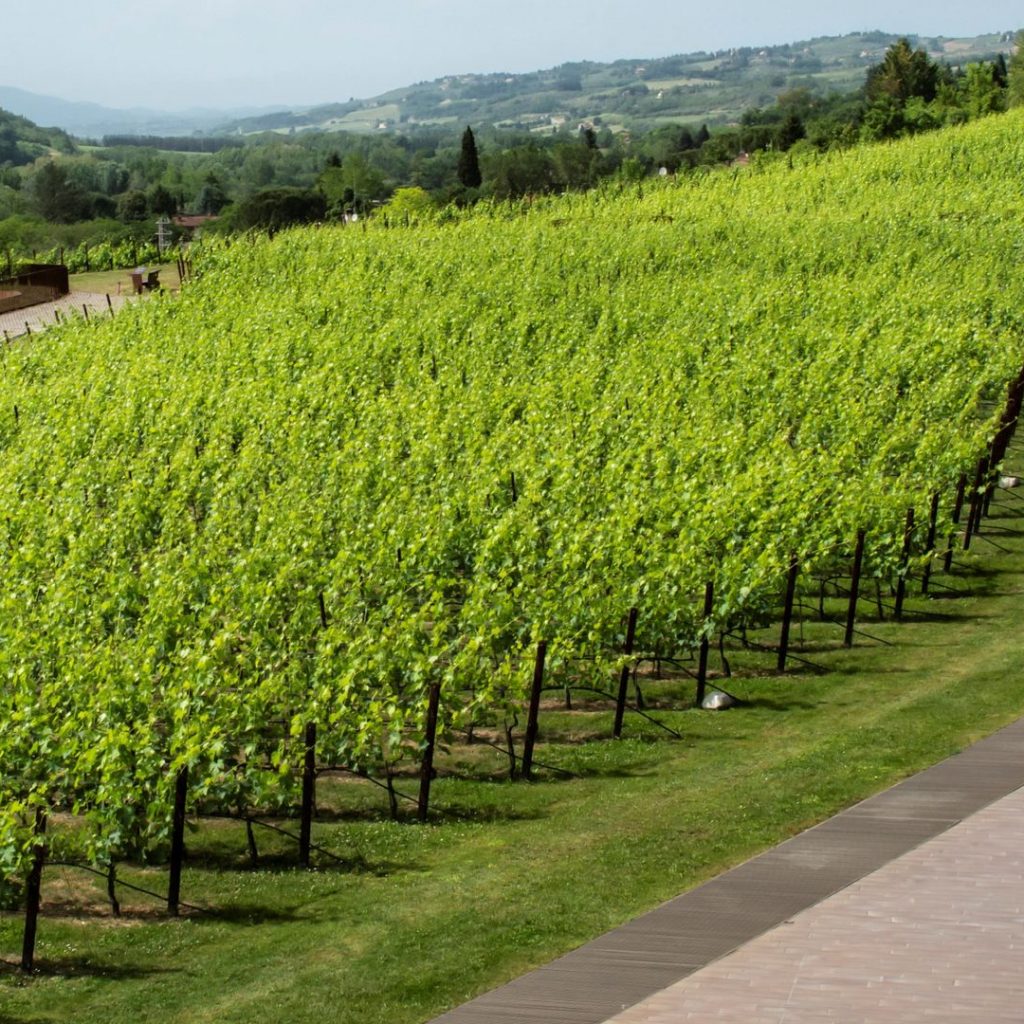Gang of masked men stole £4.2m worth of red wine from
Italy